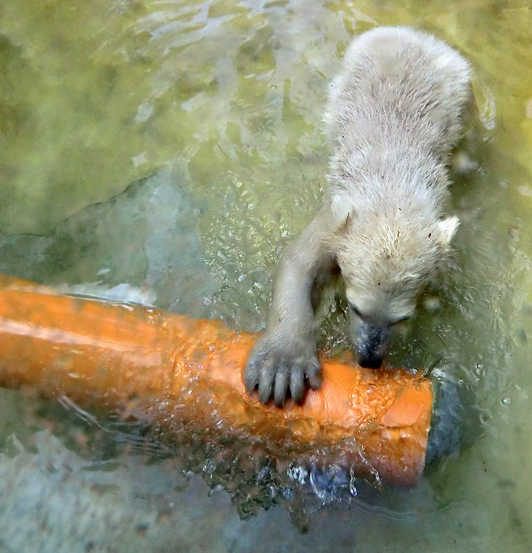 Eisbärbaby ANORI am 19. Mai 2012 im Zoo Wuppertal