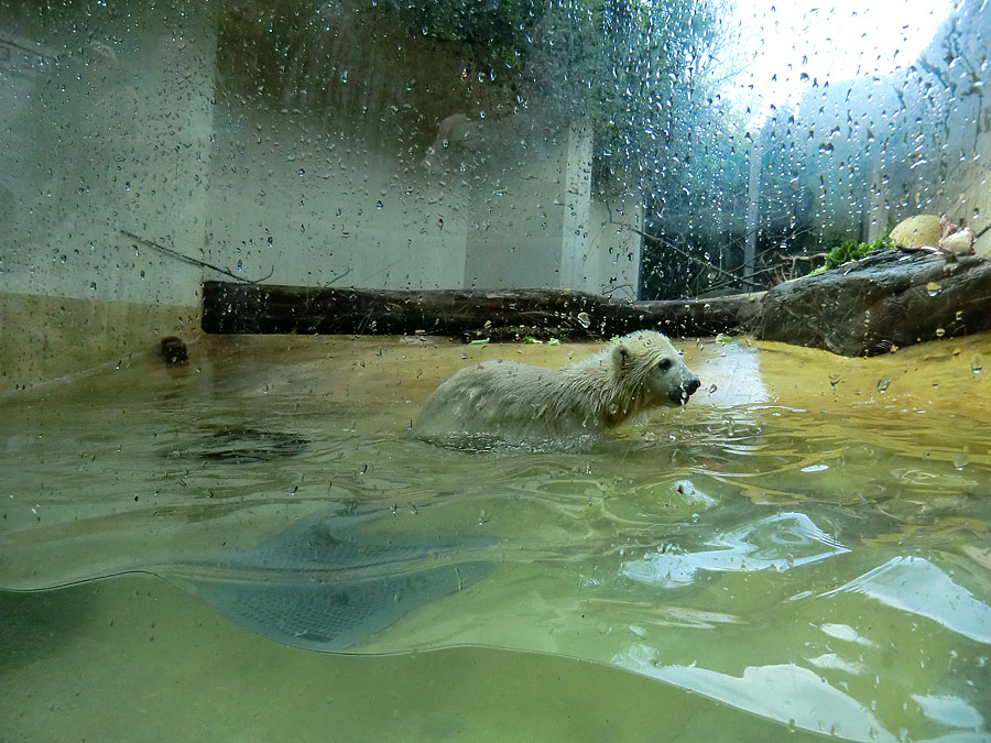 Eisbärbaby ANORI am 19. Mai 2012 im Zoologischen Garten Wuppertal