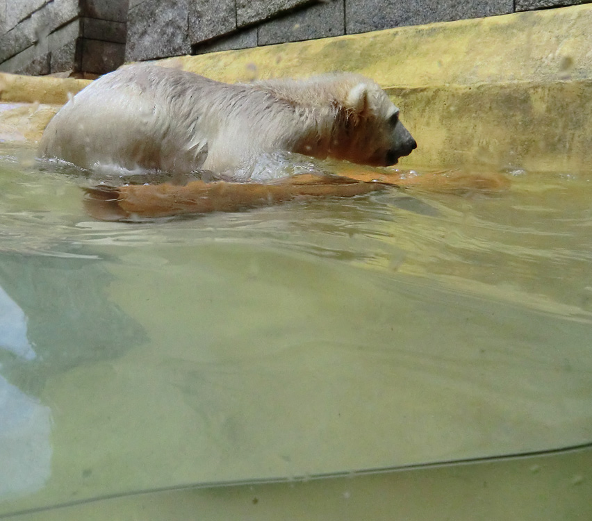 Eisbärbaby ANORI am 19. Mai 2012 im Wuppertaler Zoo