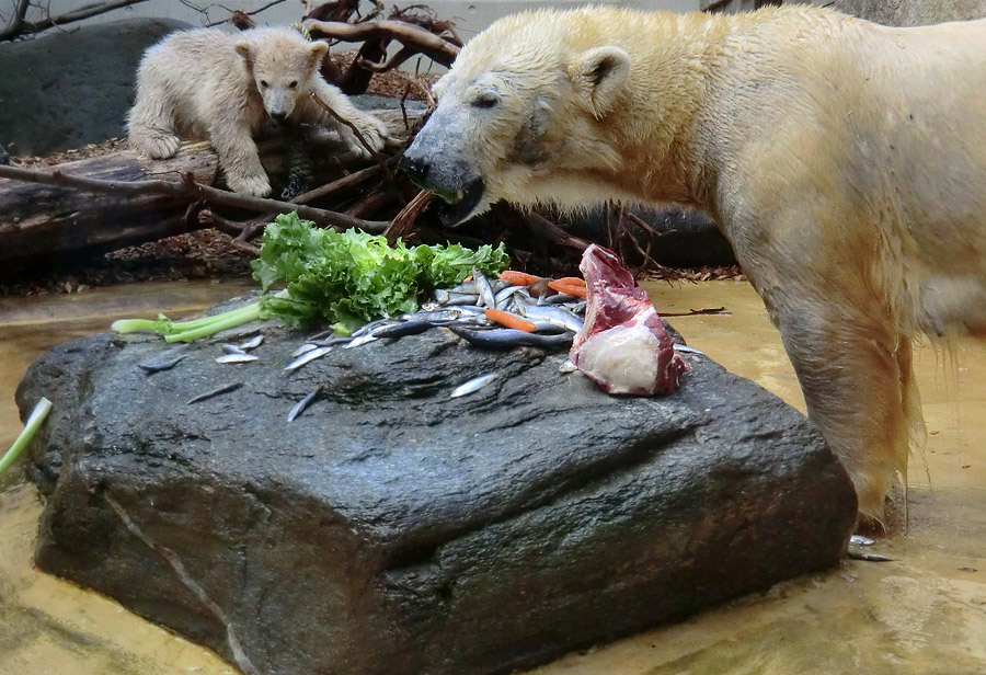 Eisbärbaby ANORI und Eisbärin VILMA am 19. Mai 2012 im Zoo Wuppertal