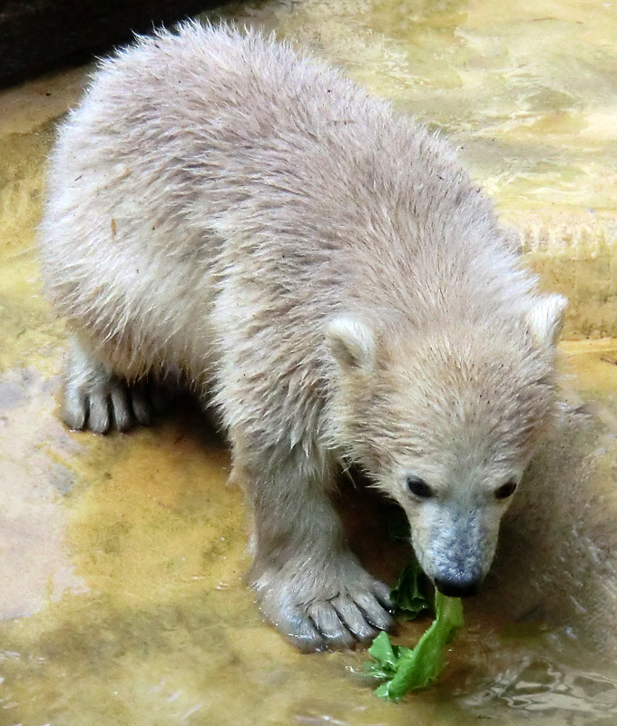 Eisbärbaby ANORI am 19. Mai 2012 im Zoologischen Garten Wuppertal