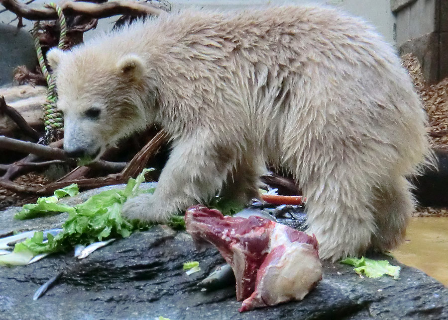 Eisbärbaby ANORI am 19. Mai 2012 im Zoologischen Garten Wuppertal