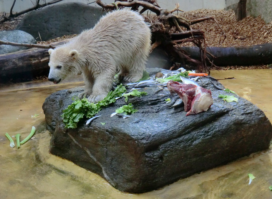 Eisbärbaby ANORI am 19. Mai 2012 im Wuppertaler Zoo