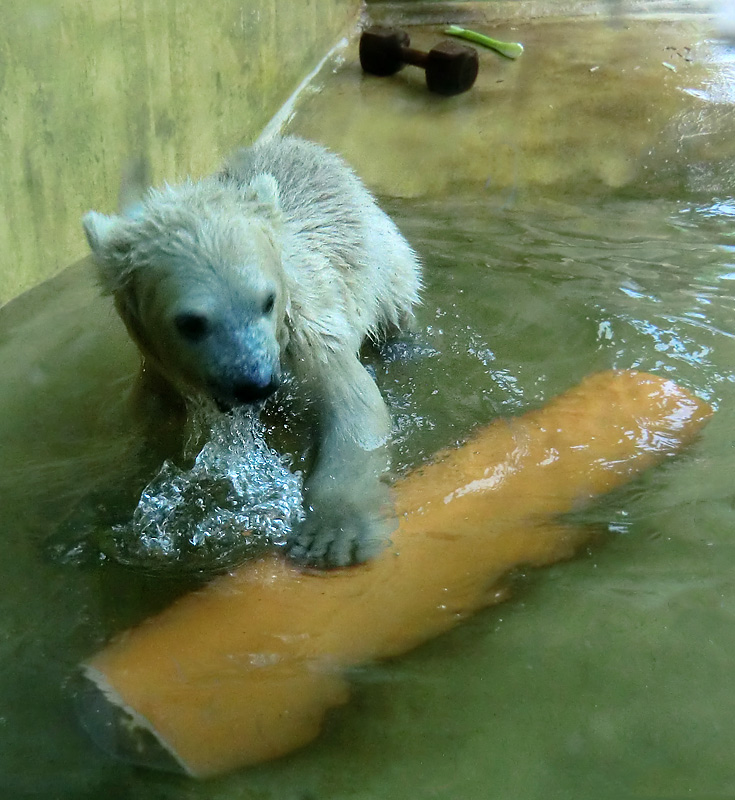 Eisbärbaby ANORI am 19. Mai 2012 im Zoo Wuppertal