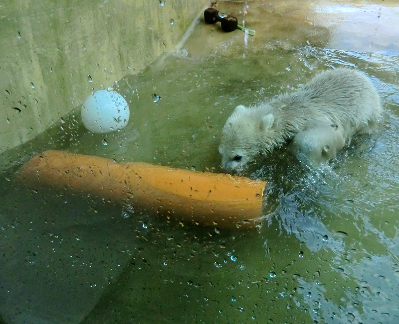 Eisbärbaby ANORI am 19. Mai 2012 im Zoologischen Garten Wuppertal