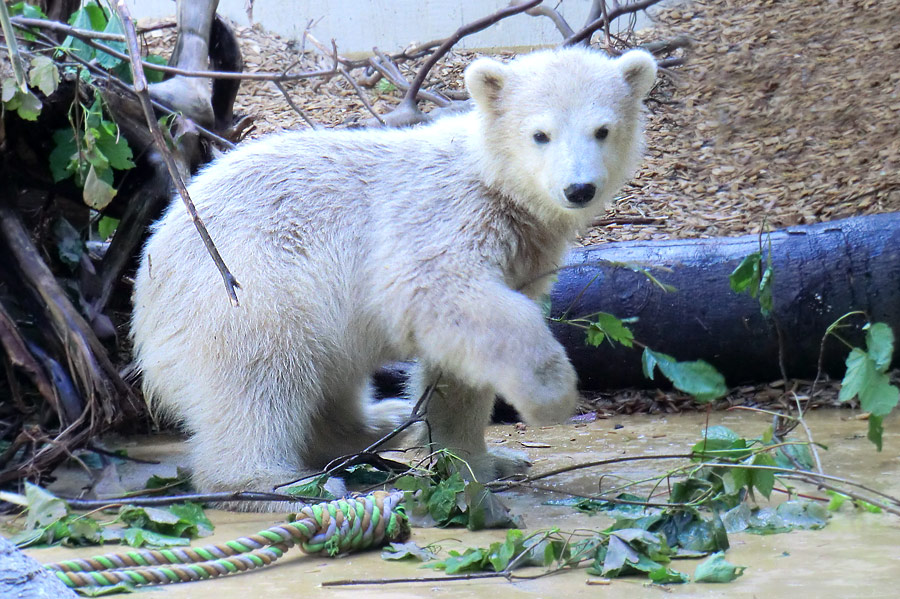 Eisbärbaby ANORI am 19. Mai 2012 im Zoo Wuppertal