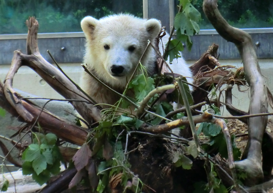 Eisbärbaby ANORI am 19. Mai 2012 im Zoologischen Garten Wuppertal