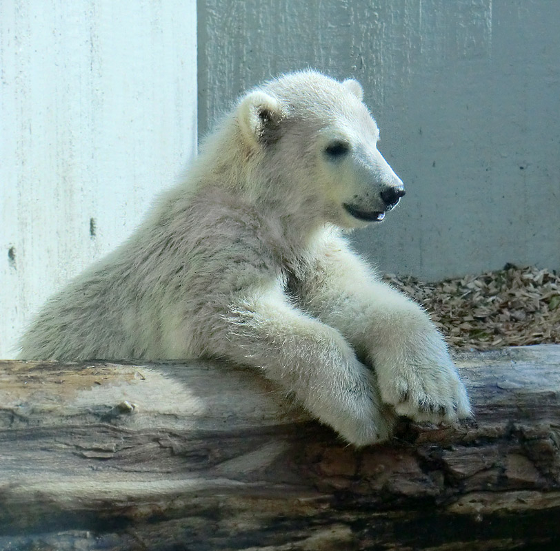 Eisbärbaby ANORI am 19. Mai 2012 im Wuppertaler Zoo