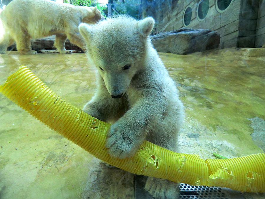 Eisbärbaby ANORI am 19. Mai 2012 im Zoologischen Garten Wuppertal