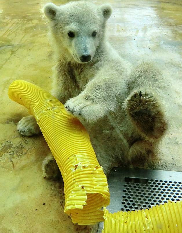 Eisbärbaby ANORI am 19. Mai 2012 im Wuppertaler Zoo