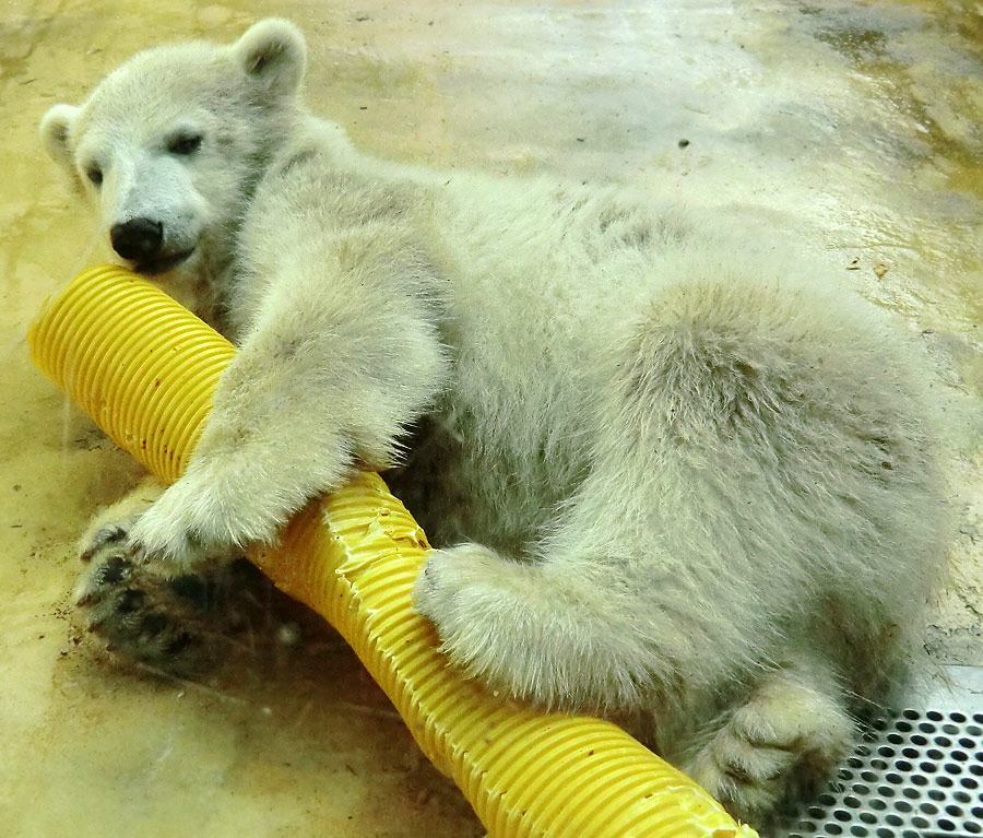 Eisbärbaby ANORI am 19. Mai 2012 im Zoo Wuppertal