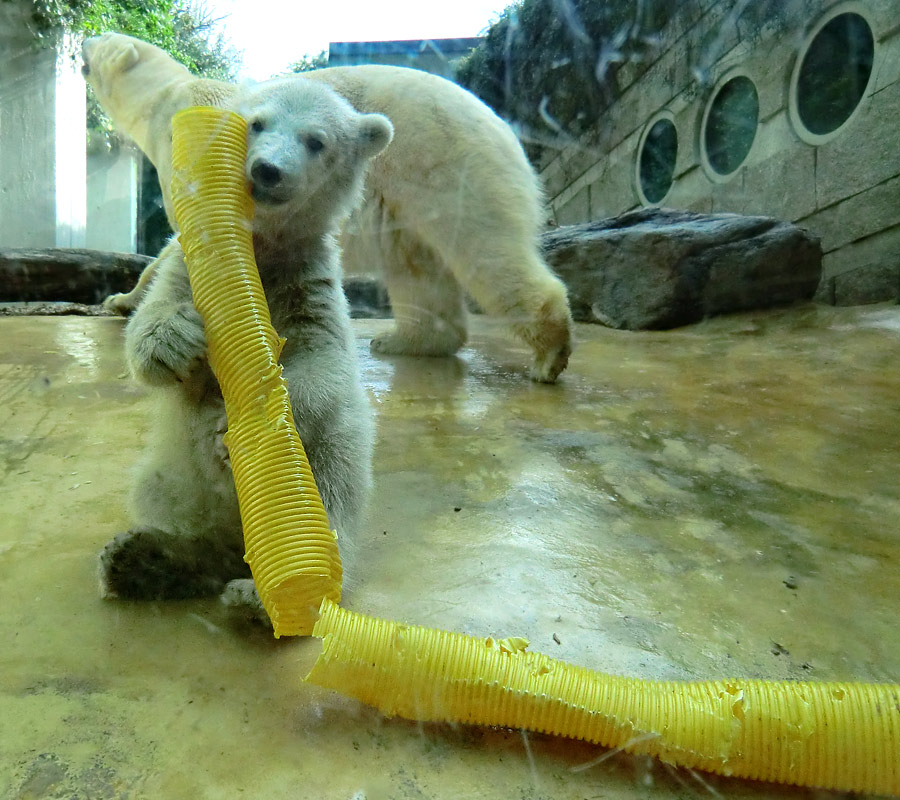 Eisbärbaby ANORI und Eisbärin VILMA am 19. Mai 2012 im Wuppertaler Zoo