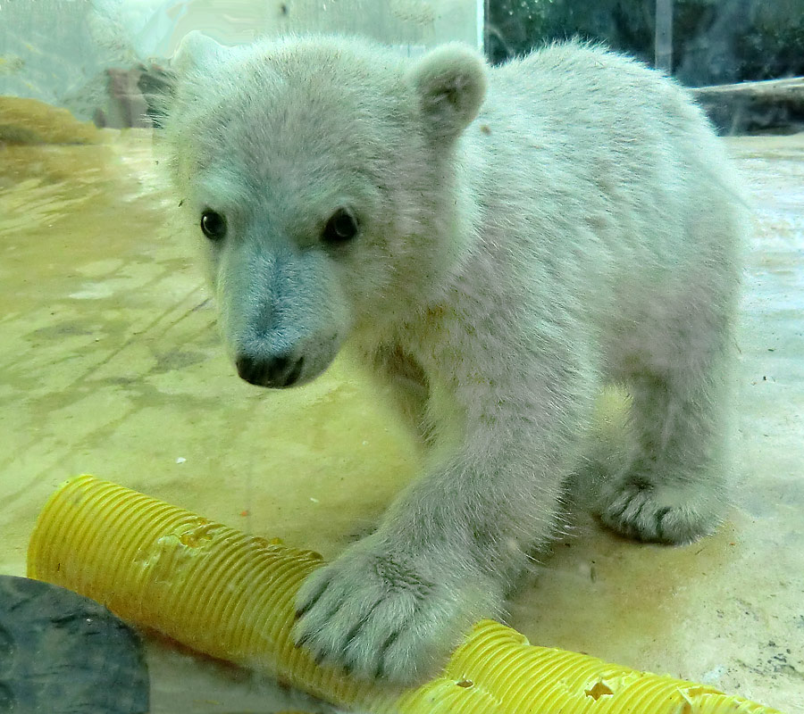 Eisbärbaby ANORI am 19. Mai 2012 im Zoo Wuppertal