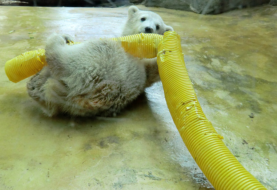 Eisbärbaby ANORI am 19. Mai 2012 im Wuppertaler Zoo