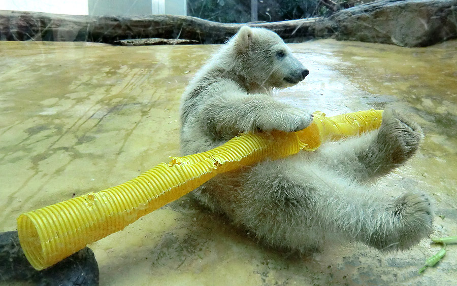 Eisbärbaby ANORI am 19. Mai 2012 im Zoo Wuppertal