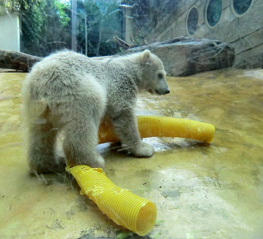 Eisbärbaby ANORI am 19. Mai 2012 im Zoologischen Garten Wuppertal