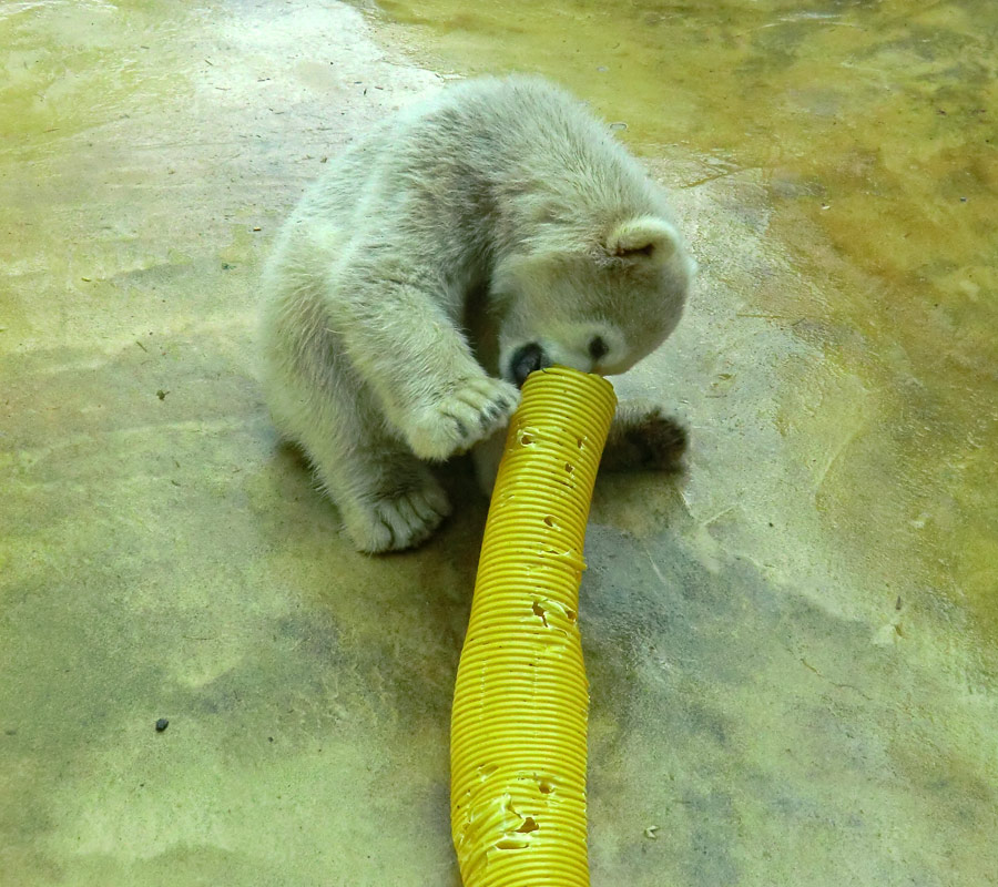 Eisbärbaby ANORI am 19. Mai 2012 im Wuppertaler Zoo