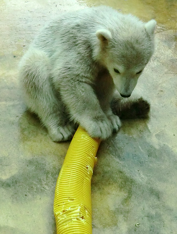 Eisbärbaby ANORI am 19. Mai 2012 im Zoo Wuppertal