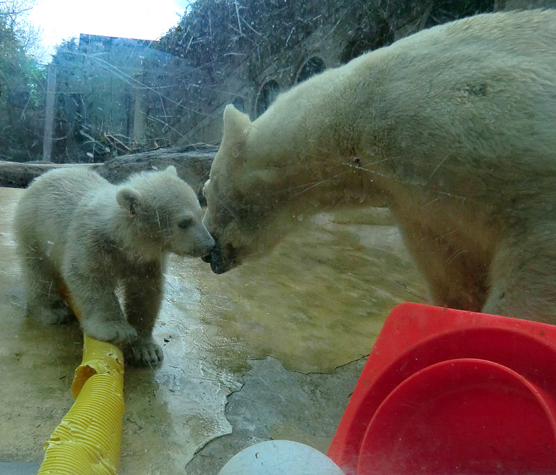 Eisbärbaby ANORI und Eisbärin VILMA am 19. Mai 2012 im Zoologischen Garten Wuppertal