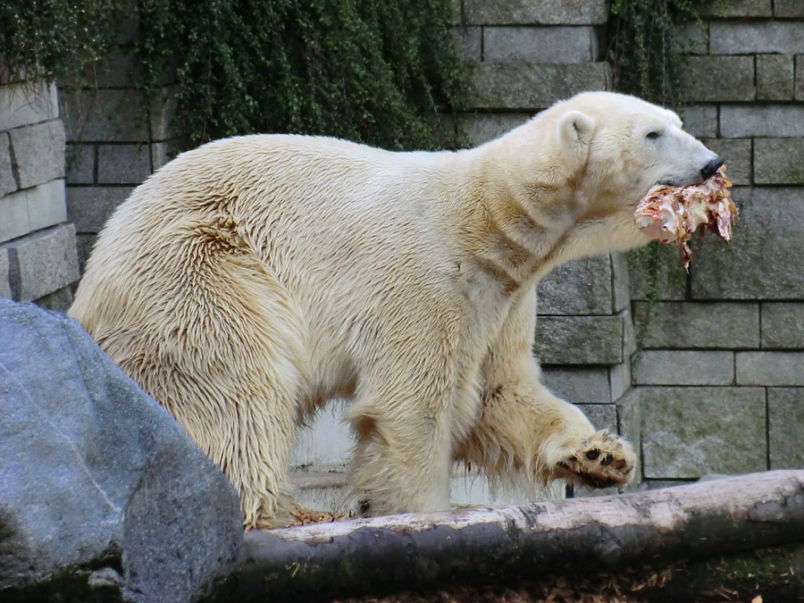 Eisbär LARS am 19. Mai 2012 im Zoo Wuppertal