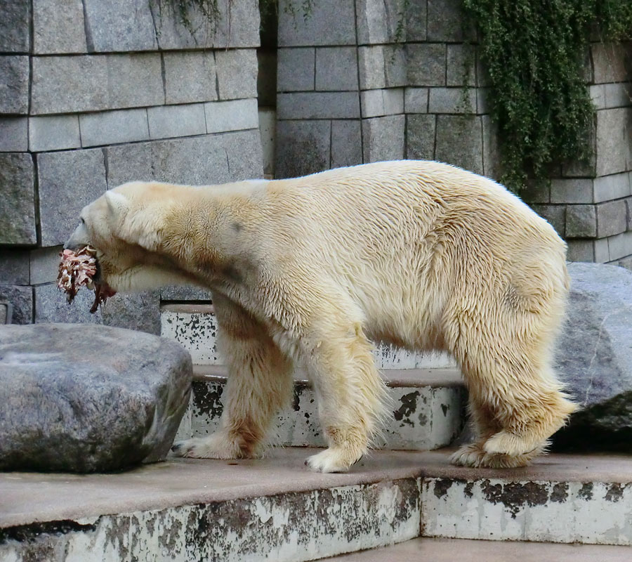 Eisbär LARS am 19. Mai 2012 im Zoologischen Garten Wuppertal