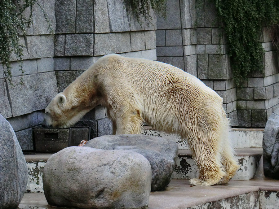 Eisbär LARS am 19. Mai 2012 im Wuppertaler Zoo