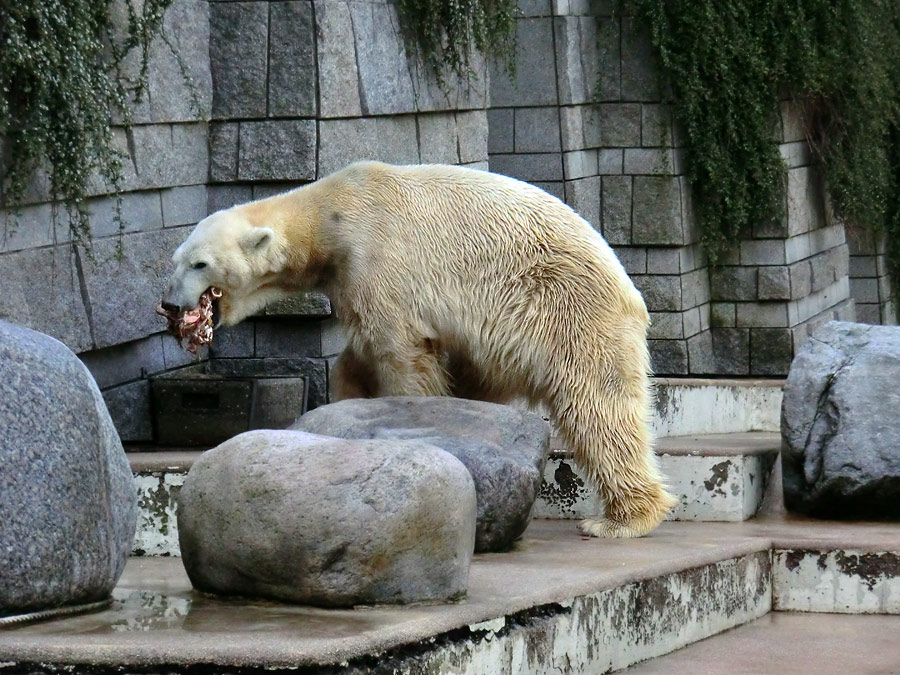 Eisbär LARS am 19. Mai 2012 im Zoo Wuppertal