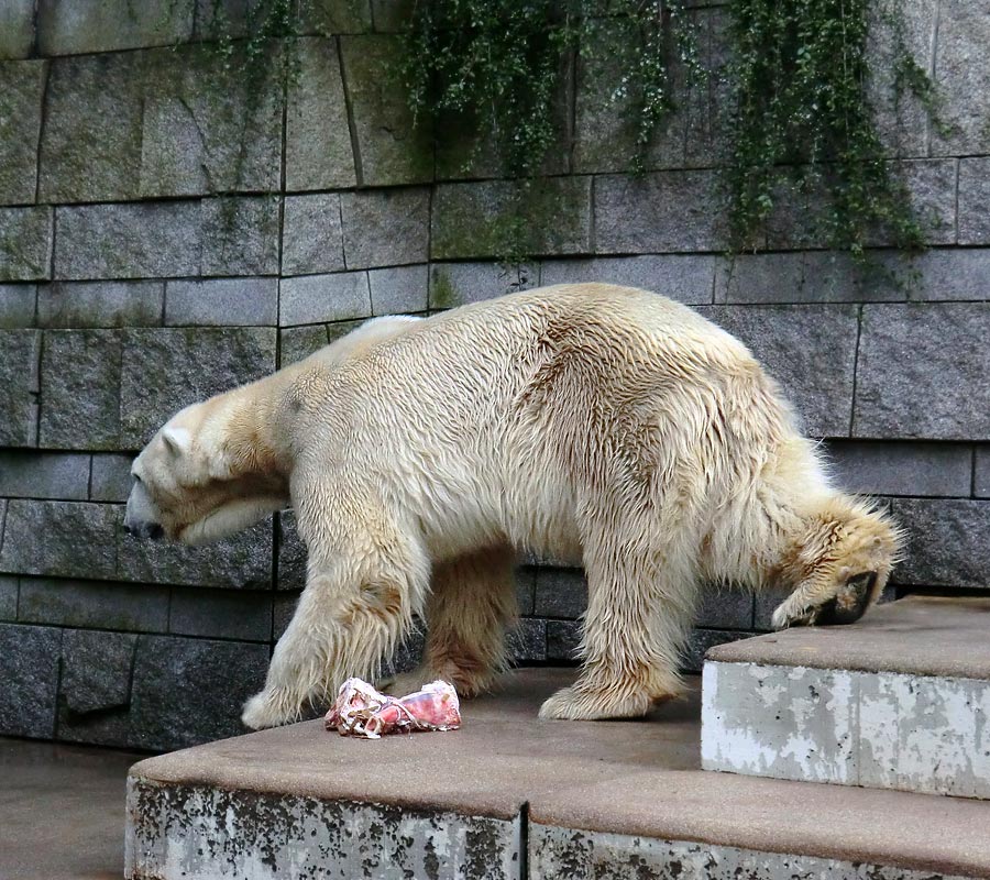 Eisbär LARS am 19. Mai 2012 im Zoologischen Garten Wuppertal