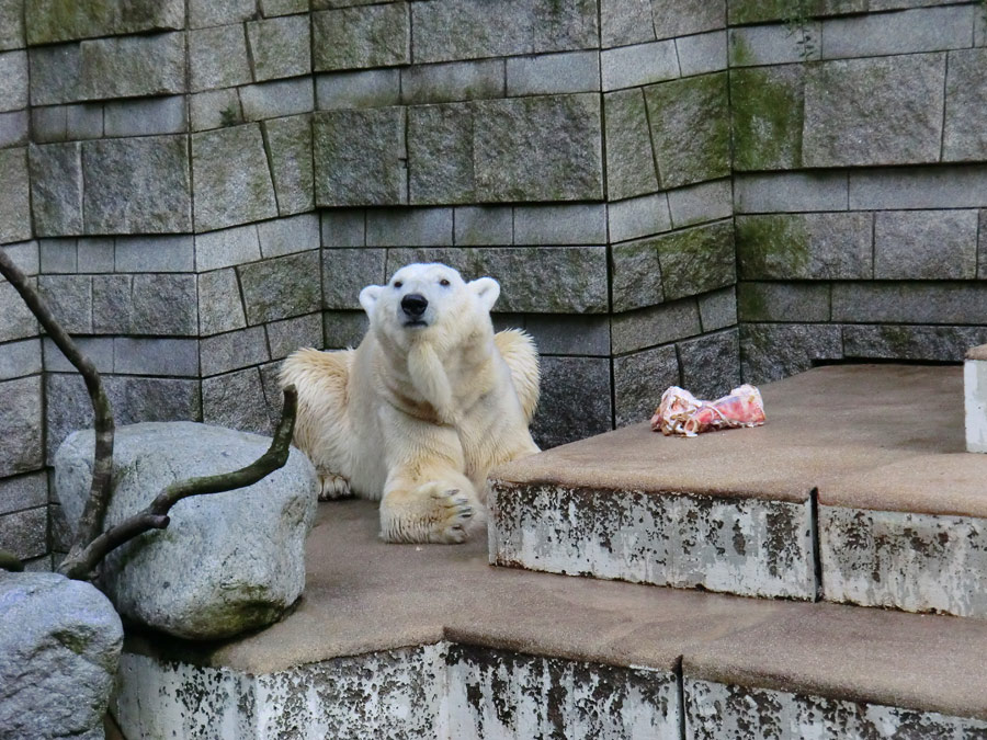 Eisbär LARS am 19. Mai 2012 im Wuppertaler Zoo