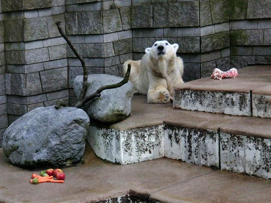 Eisbär LARS am 19. Mai 2012 im Zoologischen Garten Wuppertal