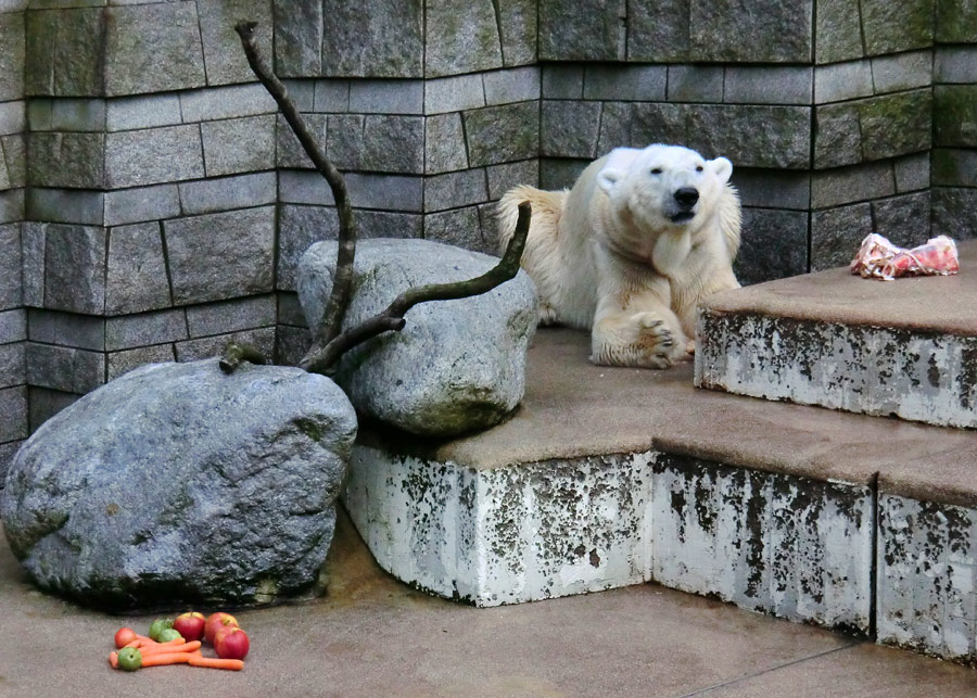 Eisbär LARS am 19. Mai 2012 im Wuppertaler Zoo