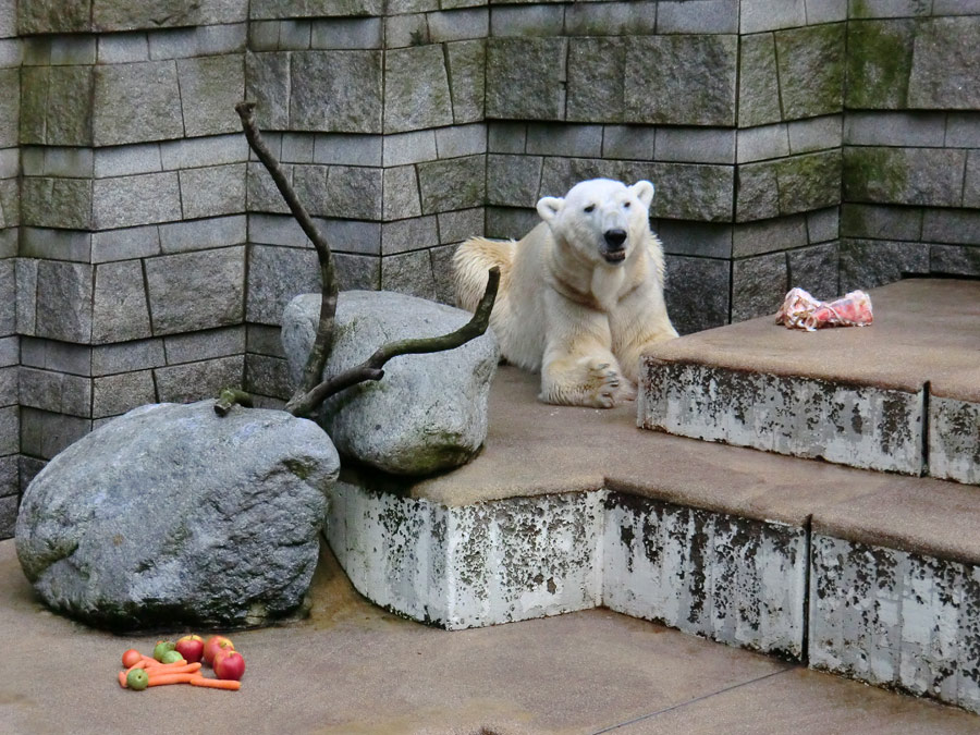 Eisbär LARS am 19. Mai 2012 im Zoologischen Garten Wuppertal