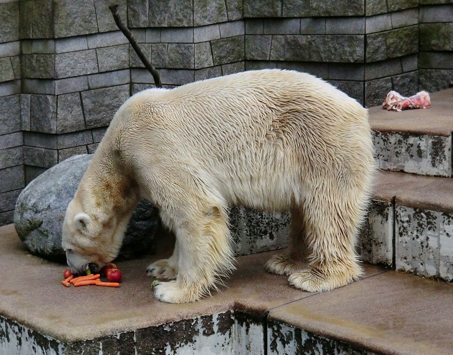 Eisbär LARS am 19. Mai 2012 im Wuppertaler Zoo