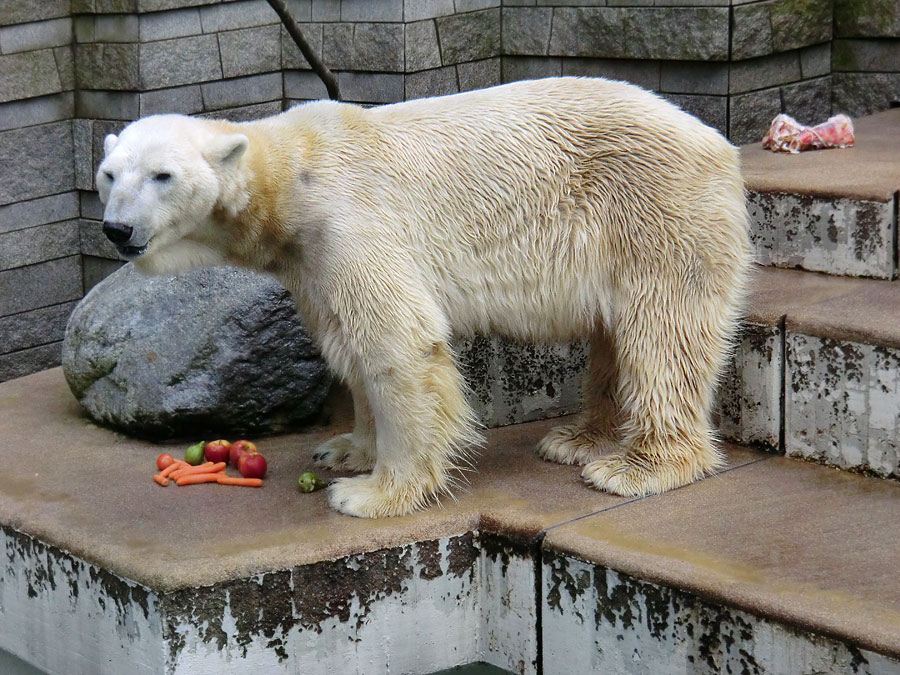 Eisbär LARS am 19. Mai 2012 im Zoo Wuppertal