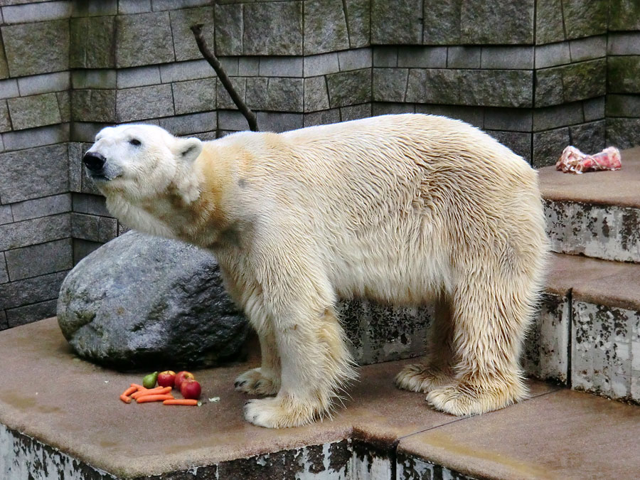 Eisbär LARS am 19. Mai 2012 im Zoologischen Garten Wuppertal