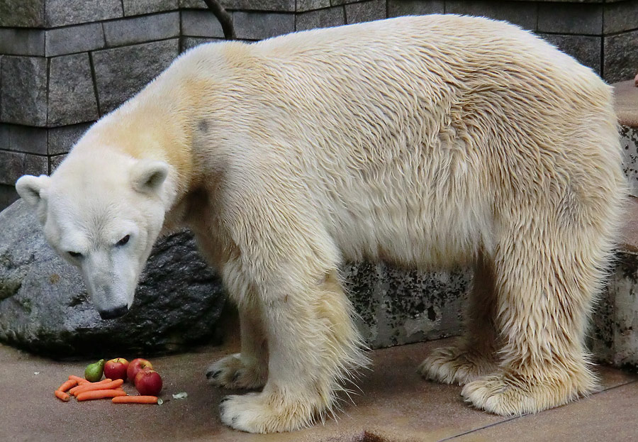 Eisbär LARS am 19. Mai 2012 im Wuppertaler Zoo