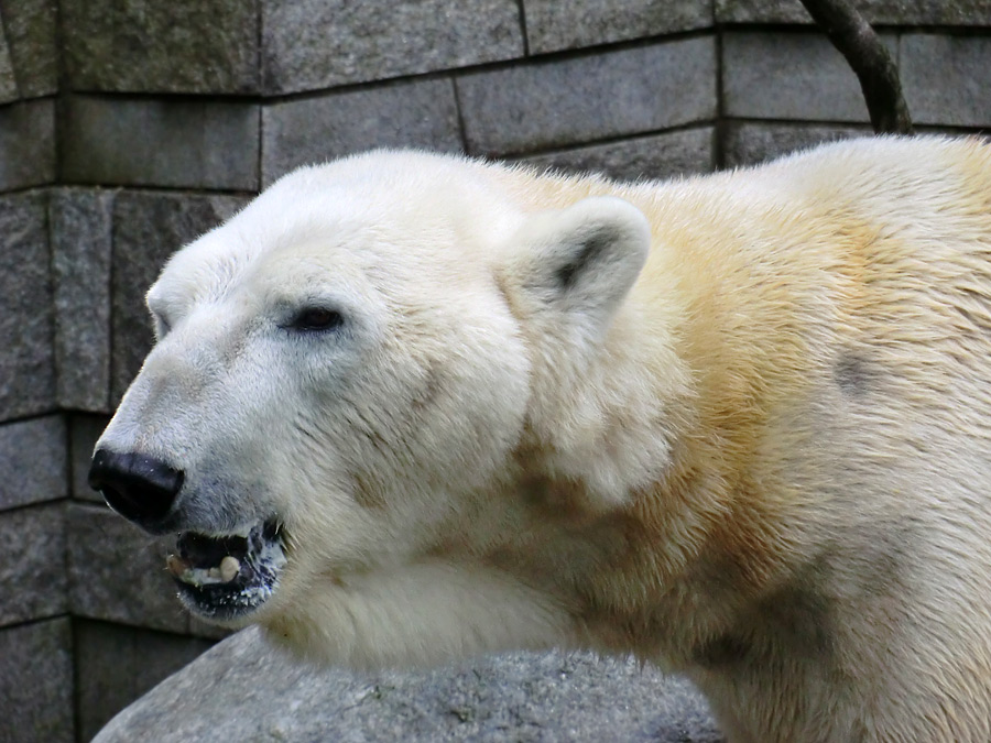 Eisbär LARS am 19. Mai 2012 im Zoo Wuppertal