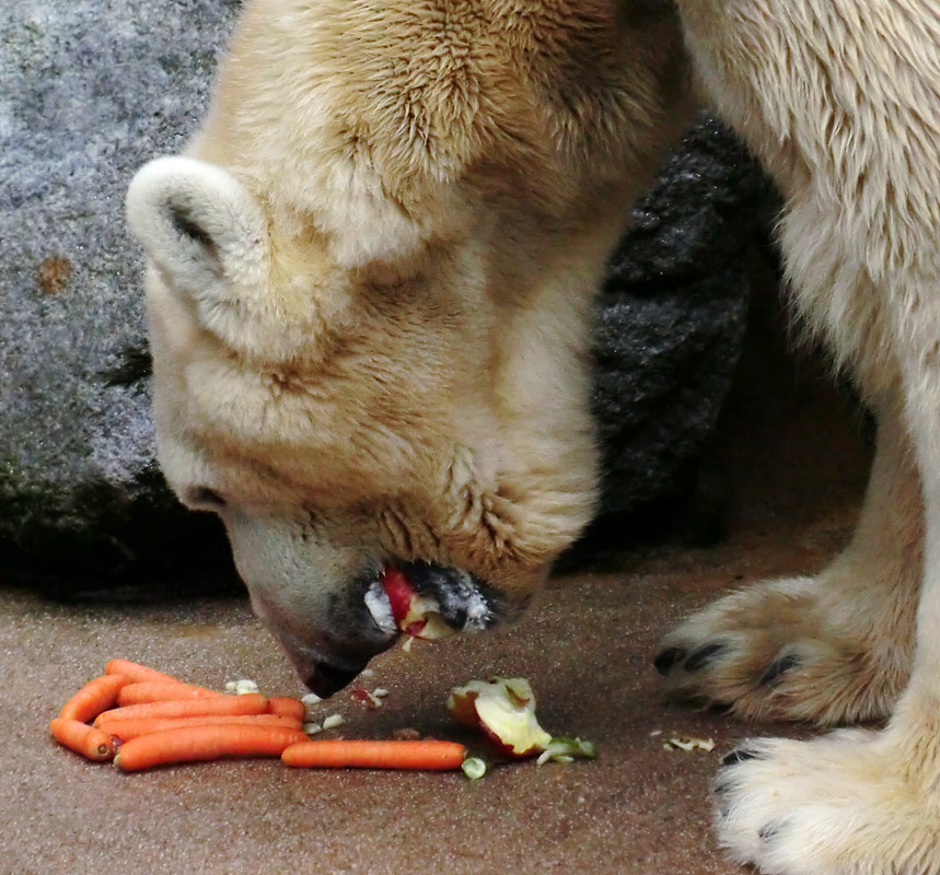 Eisbär LARS am 19. Mai 2012 im Zoologischen Garten Wuppertal