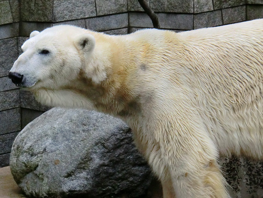 Eisbär LARS am 19. Mai 2012 im Wuppertaler Zoo