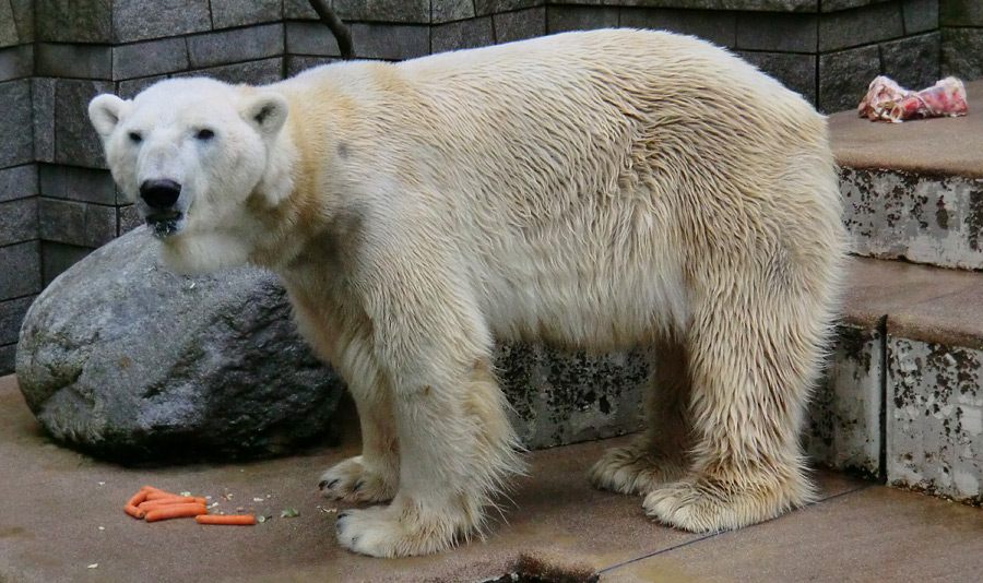 Eisbär LARS am 19. Mai 2012 im Zoo Wuppertal