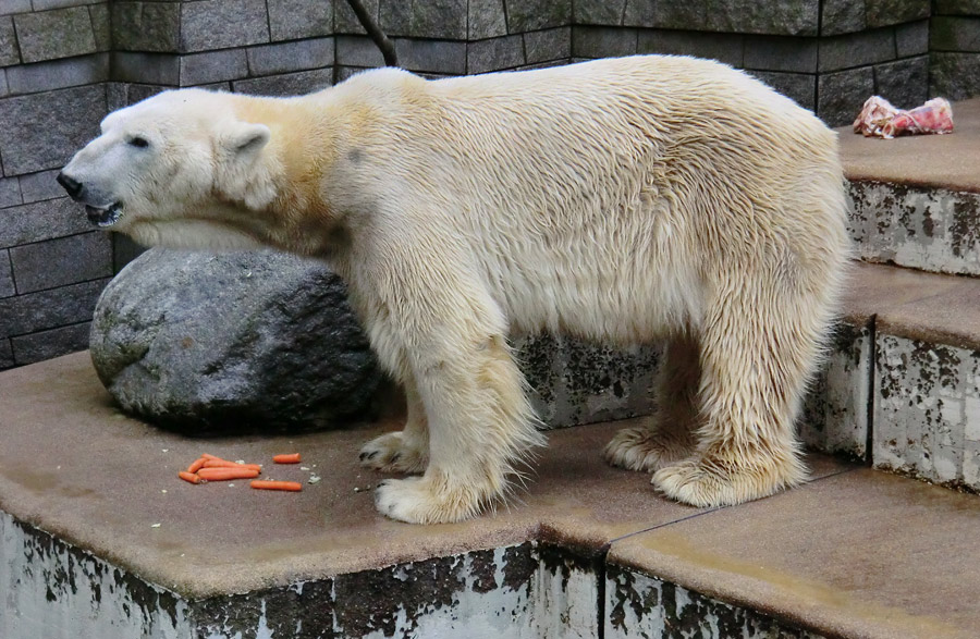 Eisbär LARS am 19. Mai 2012 im Zoologischen Garten Wuppertal