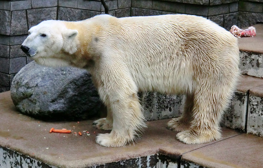 Eisbär LARS am 19. Mai 2012 im Zoo Wuppertal