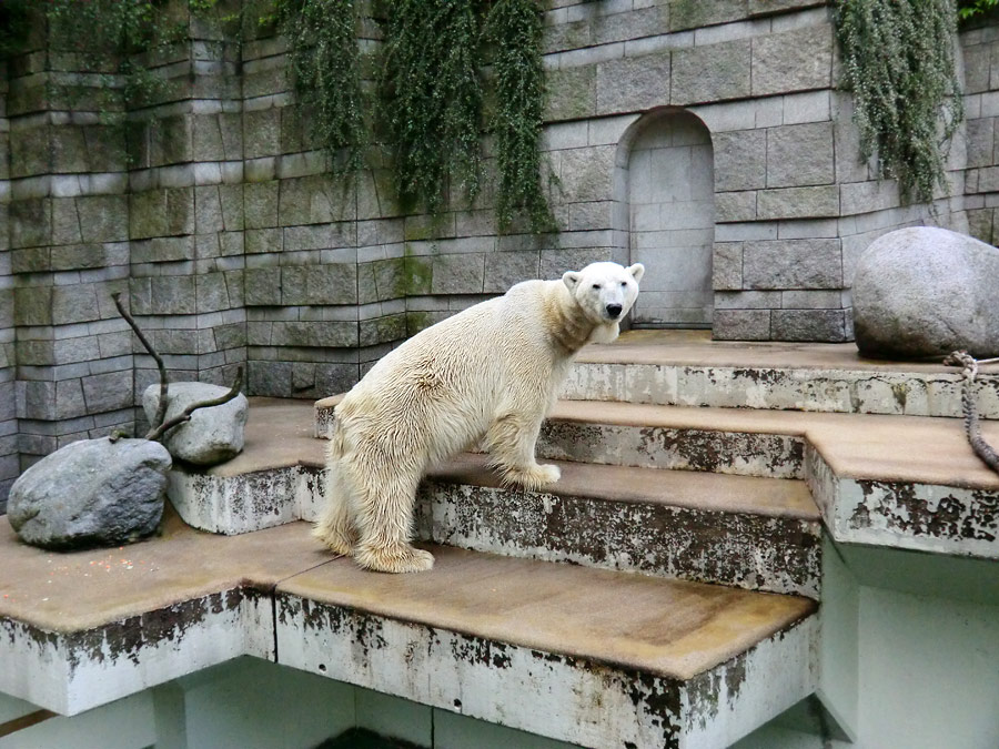 Eisbär LARS am 19. Mai 2012 im Zoologischen Garten Wuppertal