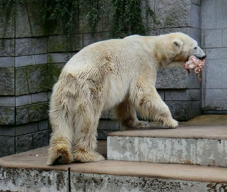 Eisbär LARS am 19. Mai 2012 im Wuppertaler Zoo