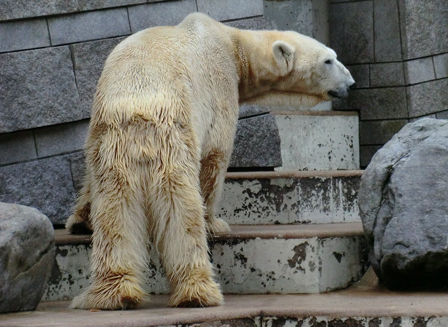 Eisbär LARS am 19. Mai 2012 im Zoo Wuppertal