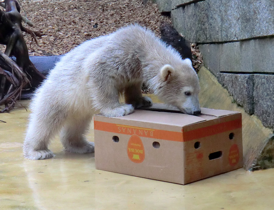 Eisbärin VILMA am 20. Mai 2012 im Zoologischen Garten Wuppertal