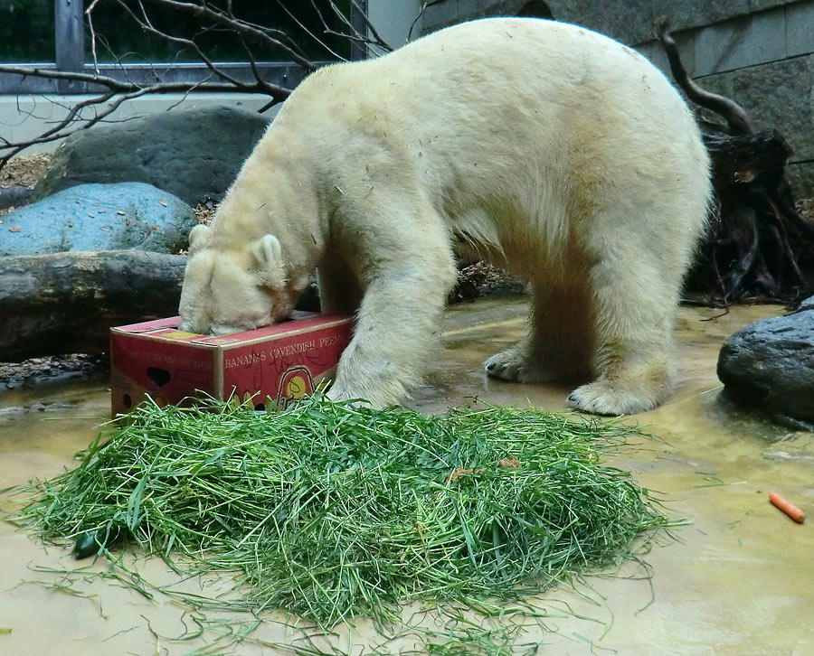 Eisbärin VILMA am 20. Mai 2012 im Wuppertaler Zoo