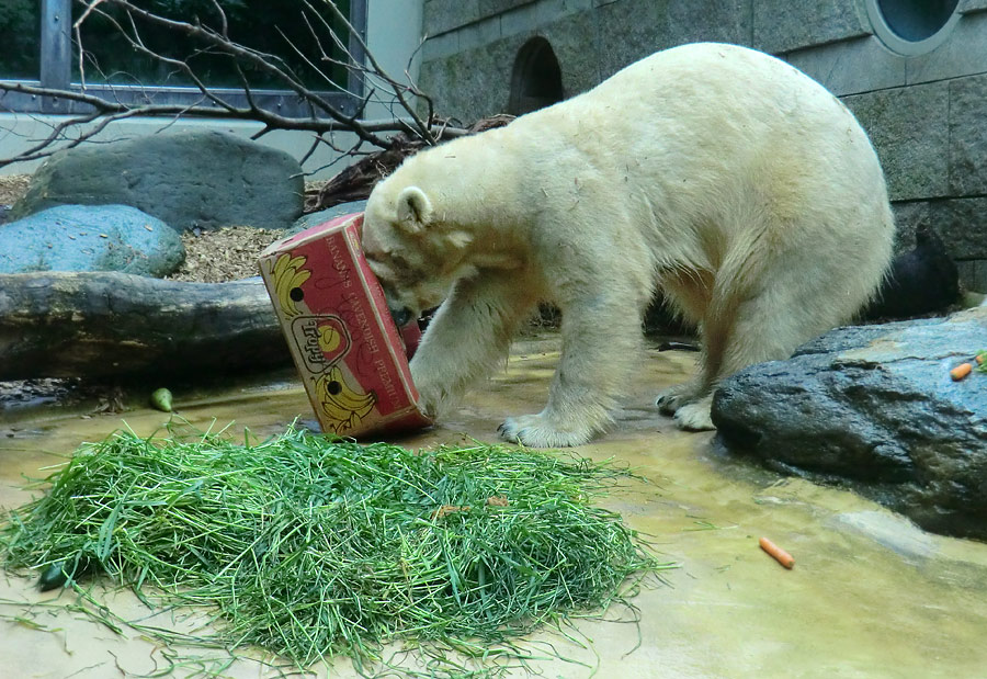 Eisbärin VILMA am 20. Mai 2012 im Zoo Wuppertal