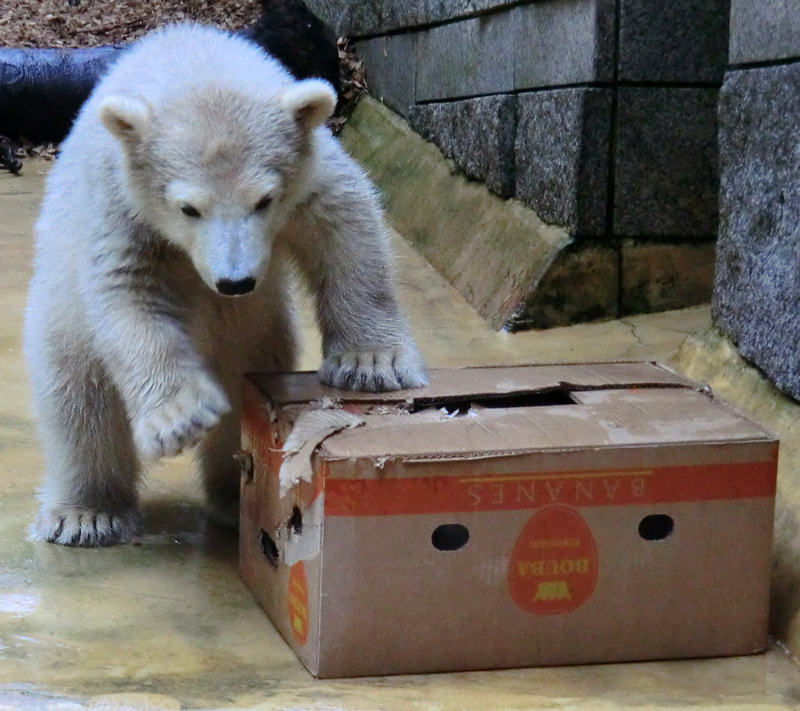 Eisbärbaby ANORI am 20. Mai 2012 im Wuppertaler Zoo