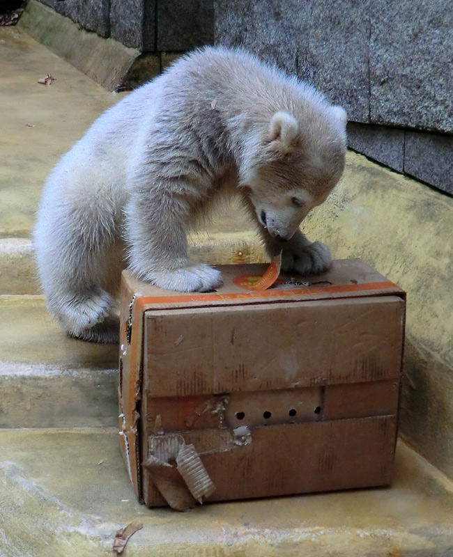 Eisbärbaby ANORI am 20. Mai 2012 im Zoo Wuppertal